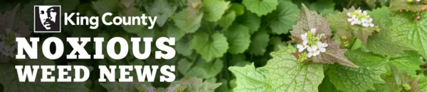 Banner with title "noxious weed news" and king county logo, background photo of purple loosestrife flowers being overgrown by bindweed.