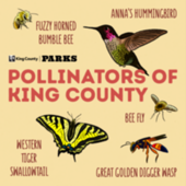 Pollinators of King County