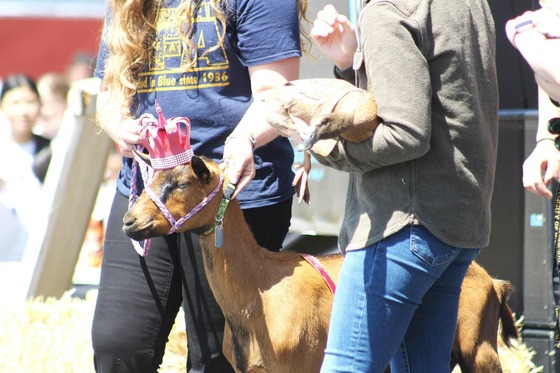 "King Critter" Rooster the Goat in his crown