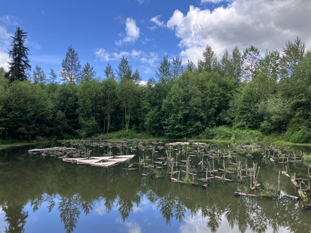 Rafts and plants sit on a pond with trees in the background.