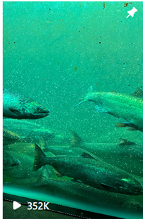 Green brat glow at the Ballard Locks salmon viewing area