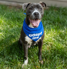 Dog wearing "adopt me" bandana