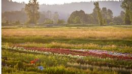 Field of flowers grown in King County.