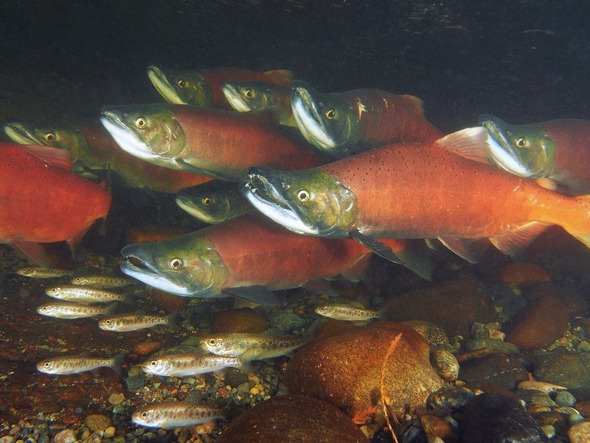 spawning kokanee salmon 