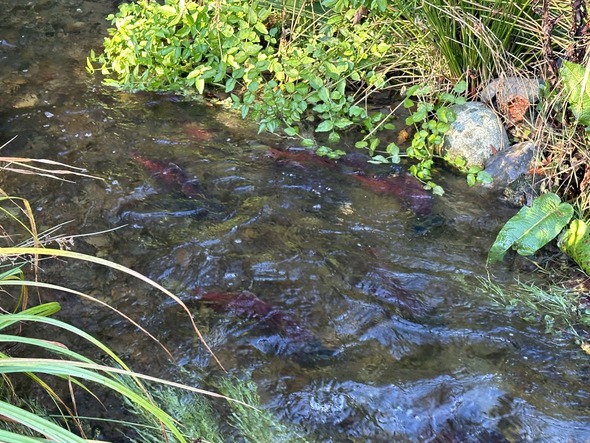 video of kokanee viewing opportunity