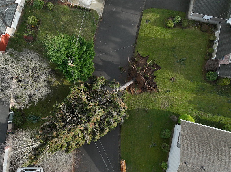 An aerial photo of a downed tree in Bellevue