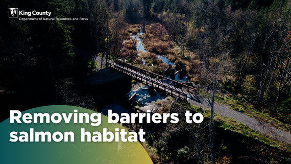 Removing barriers to historic salmon habitat 