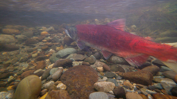 Lake Sammamish kokanee salmon swimming in a creek