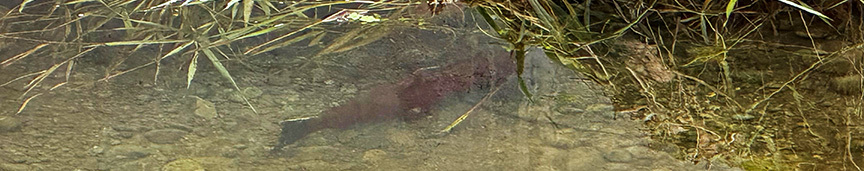 Salmon in a local stream