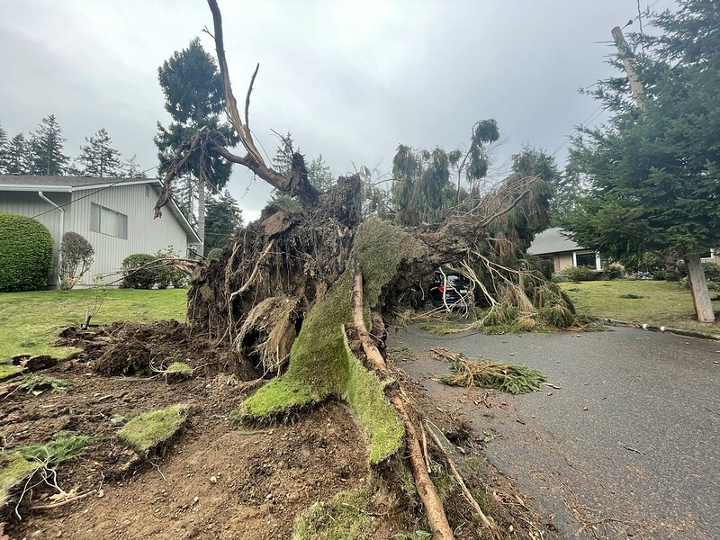 A fallen tree on top of a car in a driveway