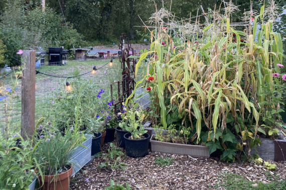 A small vegetable garden at the Heron's Nest.