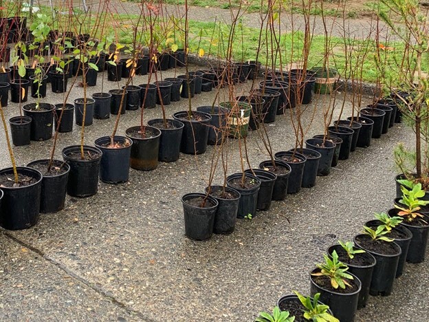 Dozens of sapling trees planted in black plastic containers are lined up on pavement in front of a sidewalk.