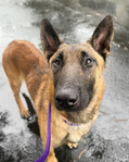 Soulful dog on leash