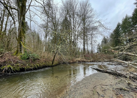 Issaquah Creek winter