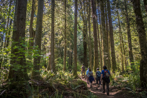Three people walking through a forest with dappled sunlight filtering through
