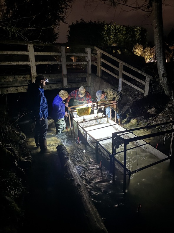 fry trapping volunteers