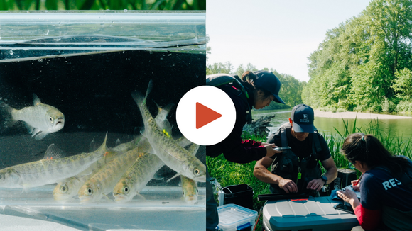 Fall-City-Restoration-Project 