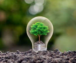 Tree inside a light bulb to emit the idea of seeking ideas about the energy district