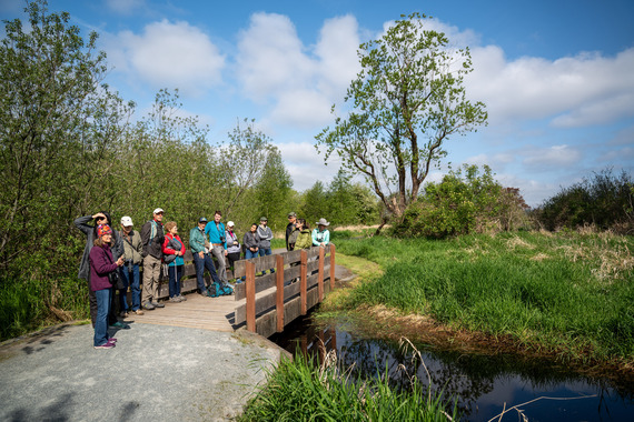 a group of people stand on a bridge with binoculars. A stream is underneath them with grass and trees nearby