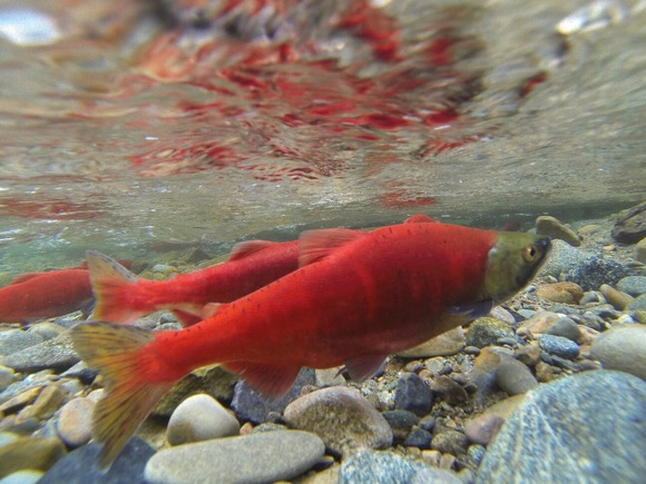 Kokanee salmon recovery