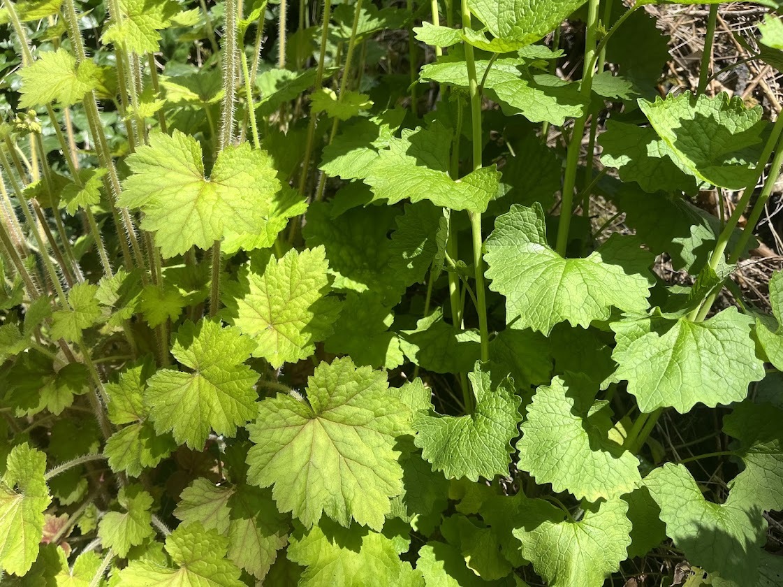 Native fringe cup (left) and garlic mustard (right) growing side-by-side, with similar growth habits and leaves.