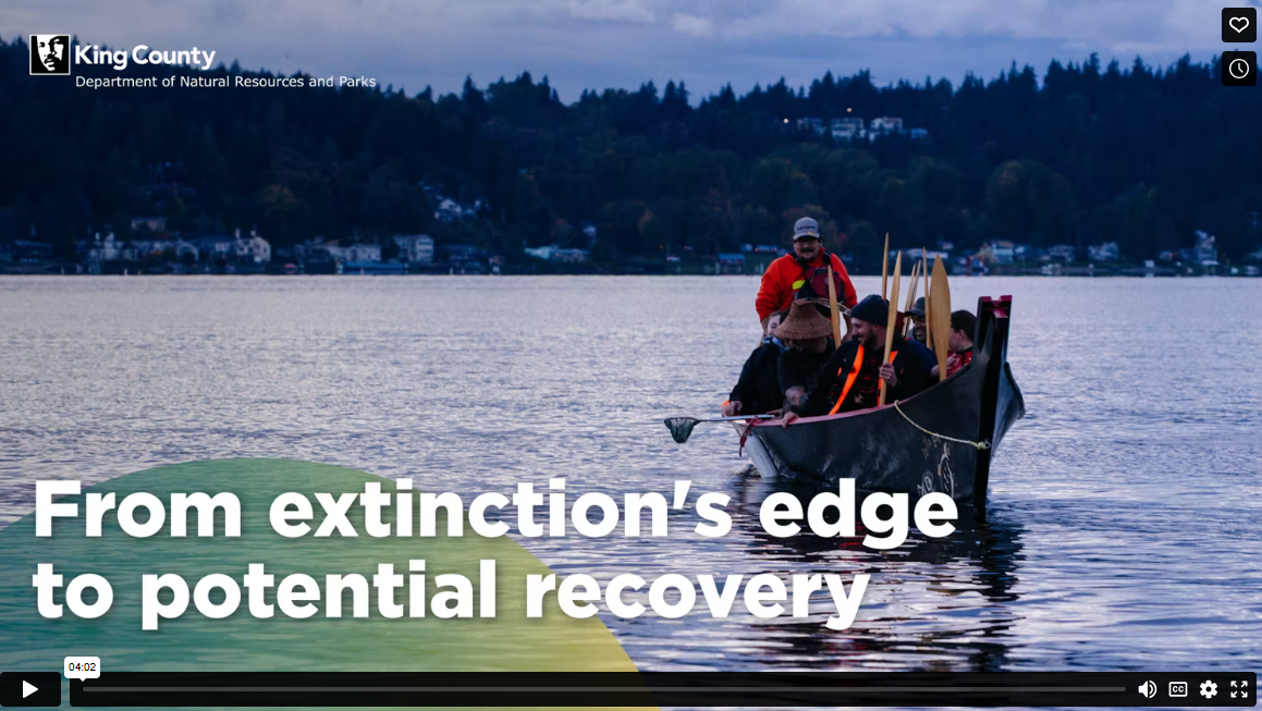 kokanee video picture