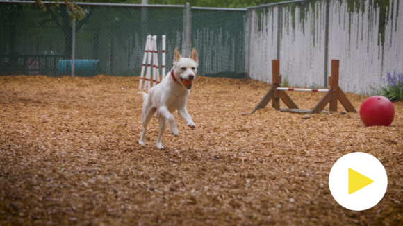 A white dog runs with a ball in an outdoor play area.