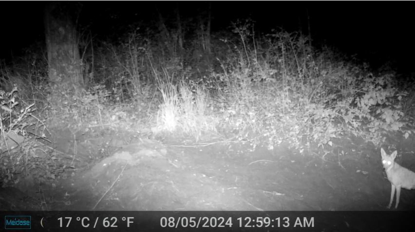 Coyote on Fall City trail camera