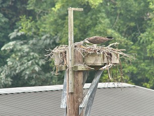 Osprey nest on the raptor perch at Magnolia Pump Station