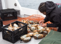 A person places rubber bands on a haul of geoducks