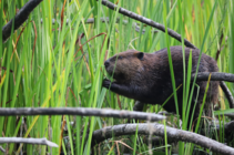 Marymoor beaver August 2025 - WLRD Science Section