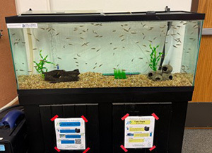 Classroom aquarium with salmon fry in the water