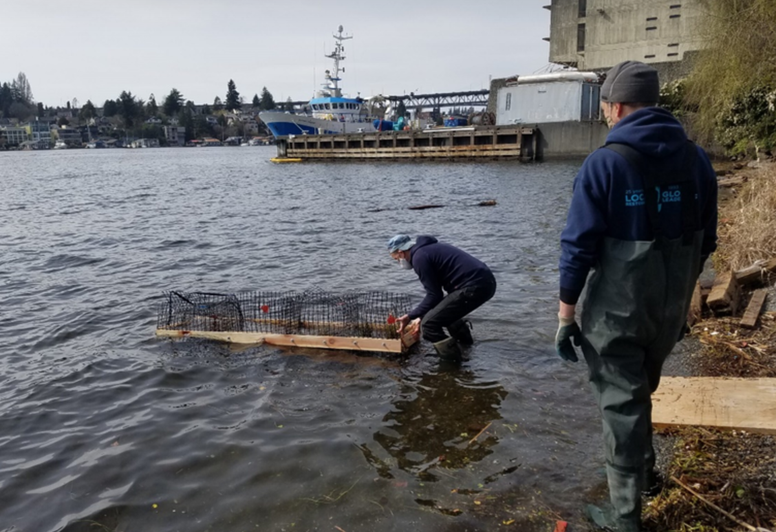 UW Green Futures Lab testing floating wetlands