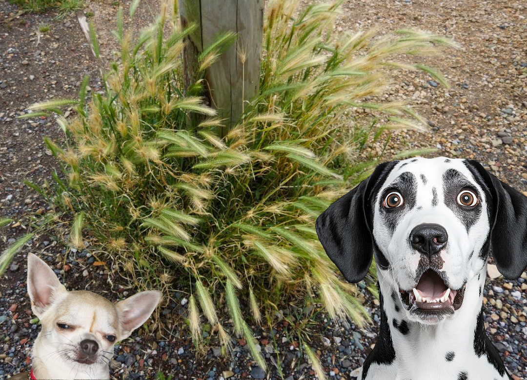 2 expressive dogs (grumpy chihuahua and surprised dalmatian) in front of a patch of foxtail grass growing around a telephone pole.