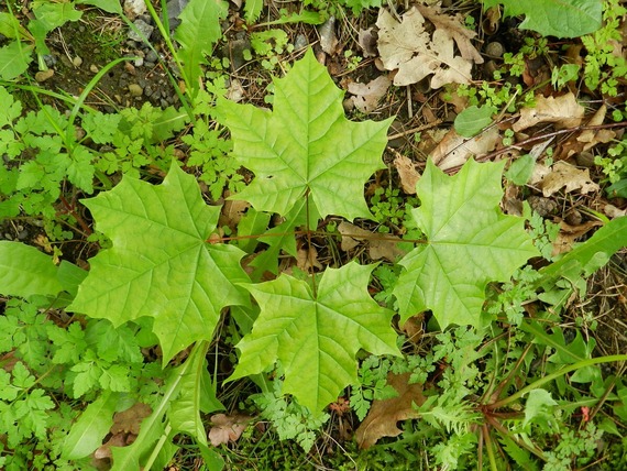 Birdseye view of a small Norway maple tree, 4 bright green leaves pointing NSEW.