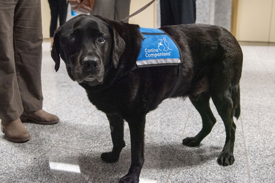 Errol, the courthouse dog, a black lab in a blue vest stands on a tile floor
