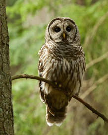 Barred owl