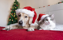 Christmas pets