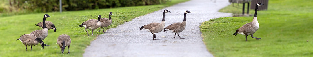Canada geese