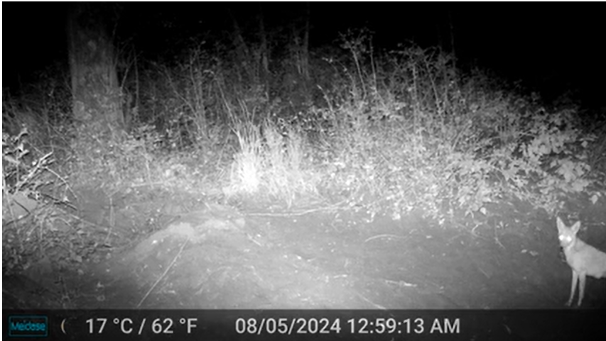 Black and white photograph with a coyote in front of some grass