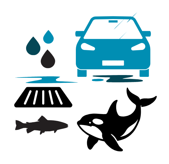 An illustration showing raindrops entering a storm drain, a car leaking oil, a salmon, and an orca