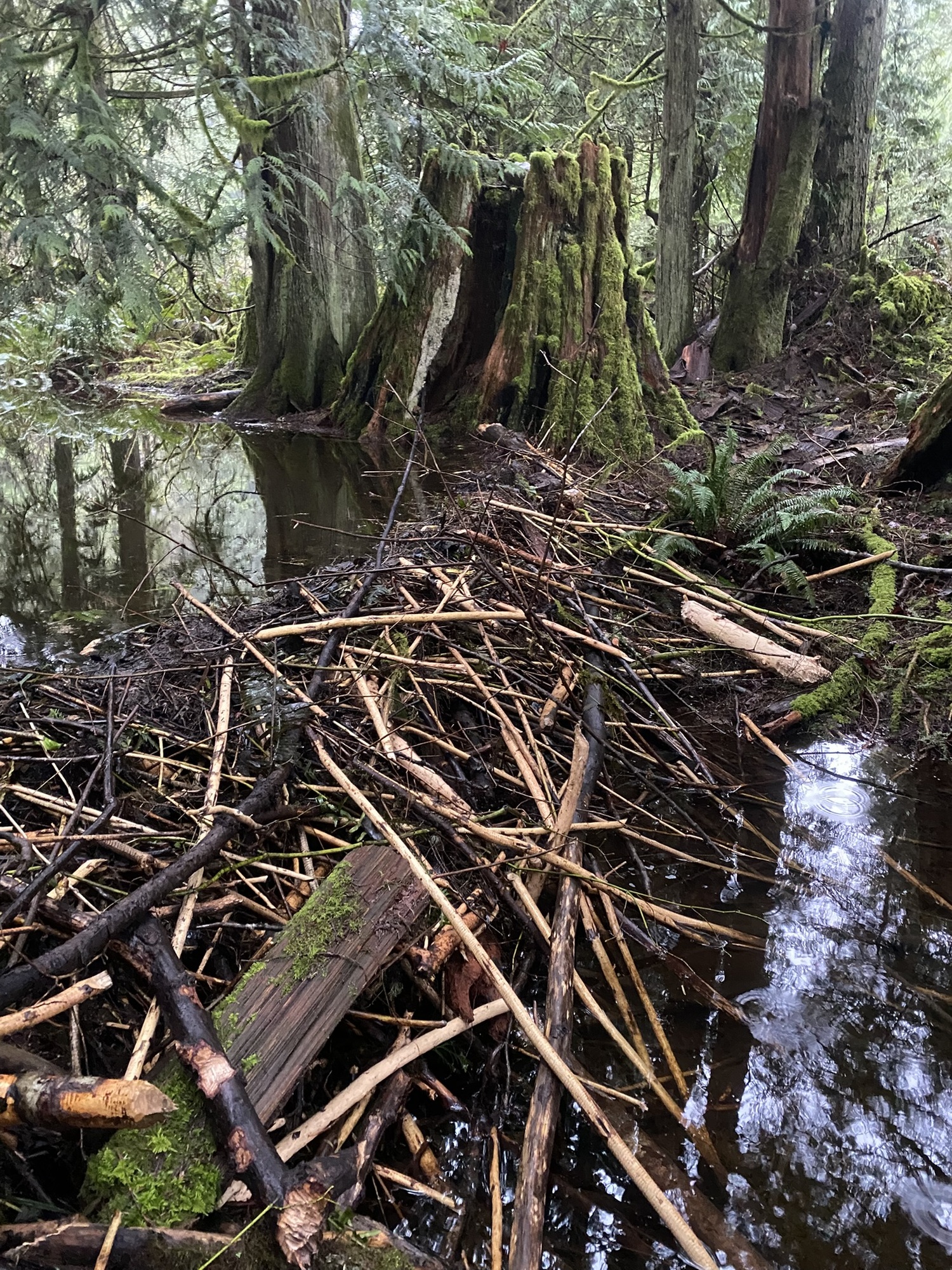 Pile of sticks Forest with a pile of sticks and water on either side