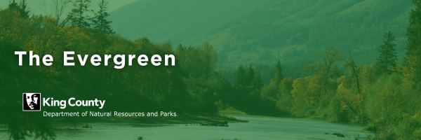The Evergreen email banner. Treeline with a green overlay and DNRP logo.