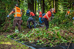 Volunteers removing ivy from a green belt