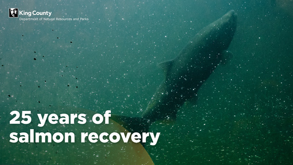 A salmon swimming, with the overlayed text "25 years of salmon recovery."