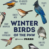 Winter birds of the PNW