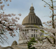 The Washington State Capitol dome is visible behind blooming cherry blossom trees.