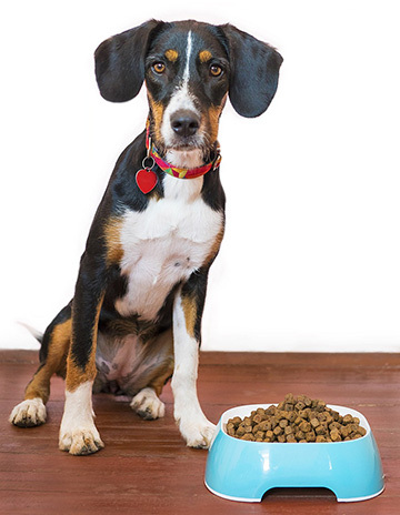 Dog with bowl of food