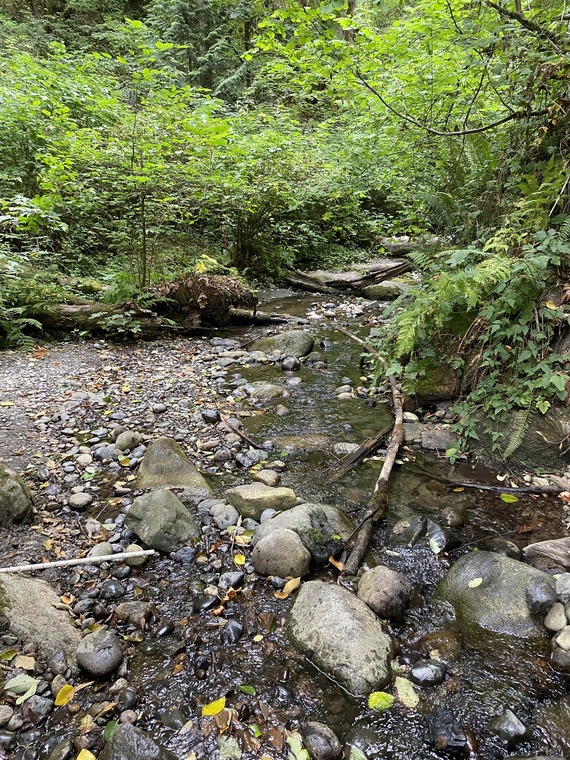 A creek lined with large rocks and bordered by bright green, leafy trees and ferns. 