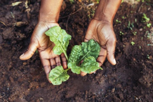 Hands gently hold a small green seedling with broad leaves above freshly turned soil in a garden bed.
